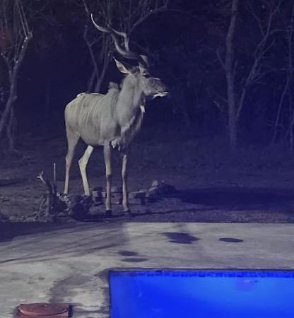 Wild Goose Hotel Marloth Park Luaran gambar