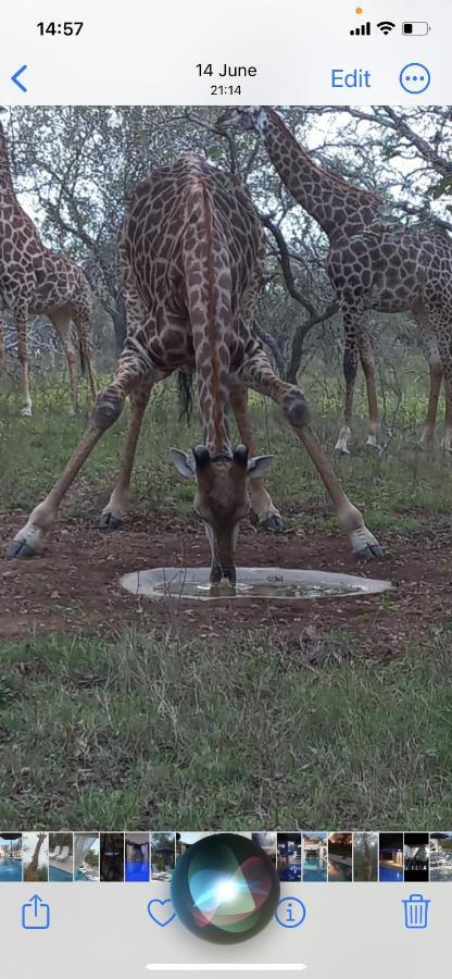 Wild Goose Hotel Marloth Park Luaran gambar